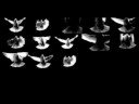 EMBOLEX REEL 2008