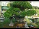 Bonsai garden-1