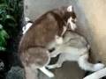 Harlen & Lola 2 (Siberian Huskies)