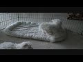 video-003.wmv