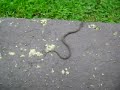 IN MY YARD