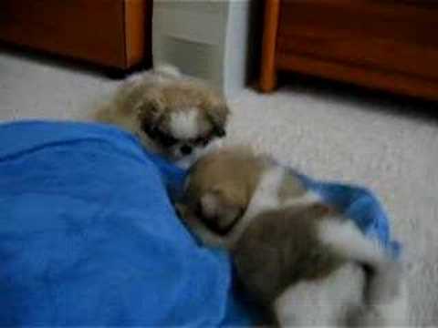 Pekingese puppies having treats