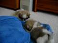 Pekingese video