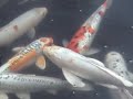 Blackwater Creek Koi Blackwater Creek Koi