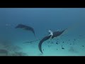 duiken met manta paul vermeulen sliedrecht diving