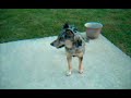 Ella the Catahoula. video to  \"Your my best Friend\" by Queen