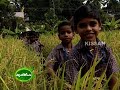 Upland Paddy Cultivation done by Primary School Students in Trivandrum