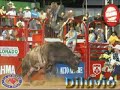 olha aqui nesse video vc,s veram bois e touros da cia de rodeio paulo emilio que atua no rodeio brasileiro considerada a melhor proprietario do touro bandido que fez a novela america da rede globo touros que fazen suceço até na arena barretos.....