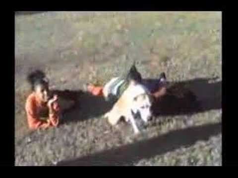 Watch 'Dog Plays Simon Says'