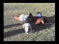 Dog Plays Simon Says