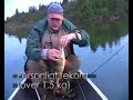 big yellow perch and a lively northern pike. lars forsl�f and j�rgen wachenfeldt in action. http://www.svensktsportfiske.se