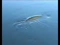 big yellow perch and a lively northern pike. lars forsl�f and j�rgen wachenfeldt in action. http://www.svensktsportfiske.se