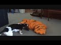 garfield-vs-odie.html