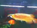 Arowana Vs. Bull Frog