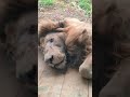 豪汗g⑯ホワイトライオン・白獅子・セラムくん・沖縄こどもの国・・・White_Lion・Okinawa Zoo & Museum(20260814)