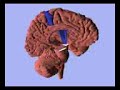 Hemisferios cerebrais decussação das piramides feixes nervos