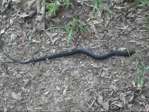 snake