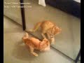 gatto scemo vs alter ego gatto scemo vs alter ego