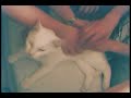 my cat realy enjoys this. :)