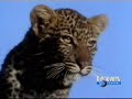 matar ou morrer   leopardo