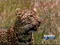 Matar ou Morrer - Leopardo