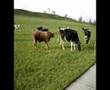 REITEN