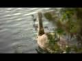 videos de selfmade vibrating dof adapter + Light Shaping Diffuser + Canon HV20