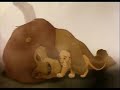 Lion King Voice over