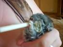 chunchi en train de boire