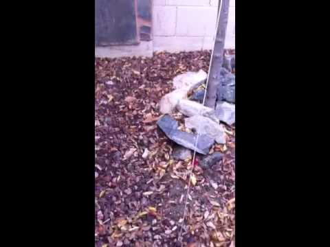 how to care pomeranian