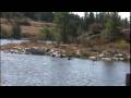 videos de Silverlake Canadian Geese