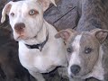 Abandoned rescued pups Swanee & Dempsy