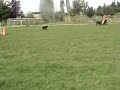 First US herding title to a Spanish Water Dog