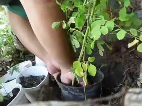 how to transplant native trees