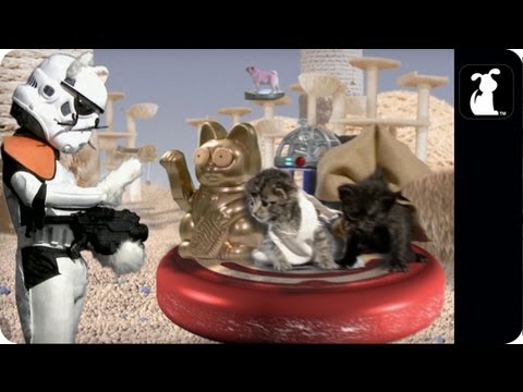 Parodia Star Wars con Gatitos