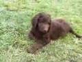 I Belong To You 8 Week Australian Labradoodles