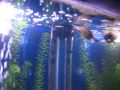 videos de Snickers in the Big Tank