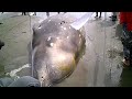 Beached Whale in Southshore