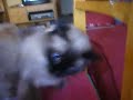 cat iris cat iris