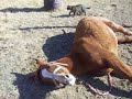 Case of colic, or a drama queen horse?