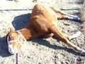 Case of colic, or a drama queen horse? 