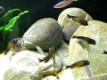 Tropheus moorii Kasakalawe F0