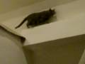 videos de Yenta - Fetching