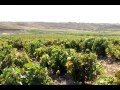 El camino de la uva al vino en Bodegas Aldonia