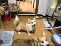 ���礦�Τ�� ͷ��Ǥߤޤ�����:YouTube������=31��