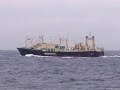 Greenpeace persegue navio baleeiro japon�s