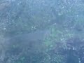 THIS IS A 20+ POUND FISH
