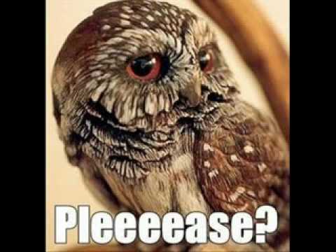O RLY?