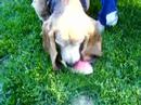 Smoochie Eating Watermelon