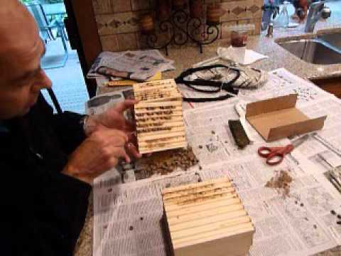 how to harvest mason bees